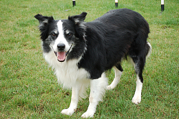 小牧羊犬