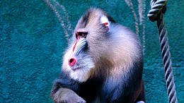 山魈高清