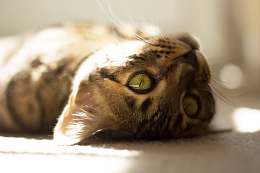 棕色虎斑猫