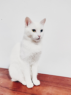 纯白色猫咪