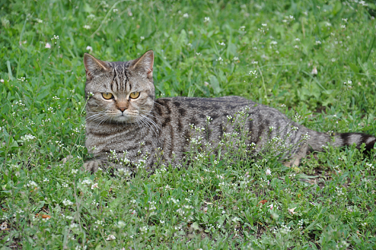 草地上休息的小猫