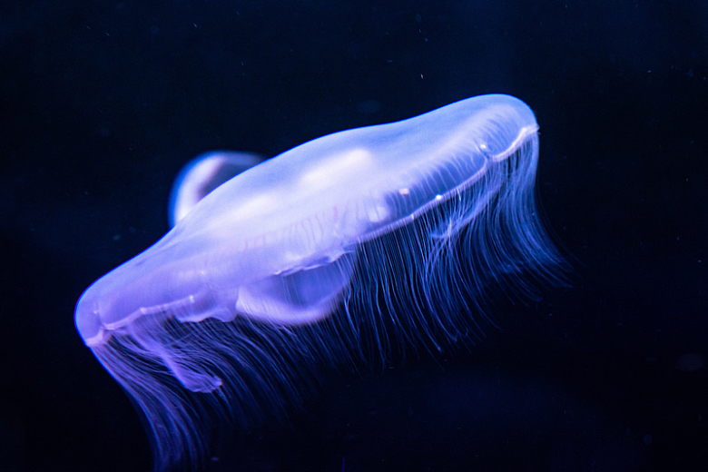深海蓝色水母