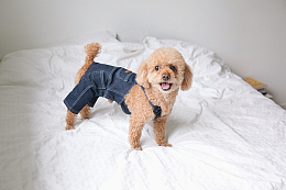 可爱卖萌贵宾犬