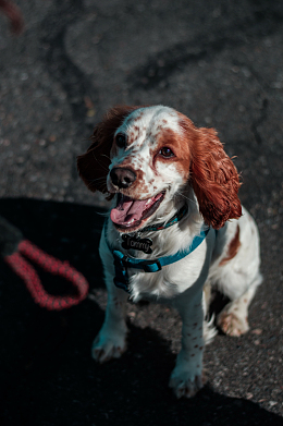 短毛可卡犬
