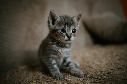 可爱狸花猫幼猫