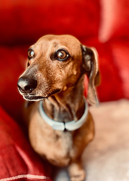棕色小腊肠犬