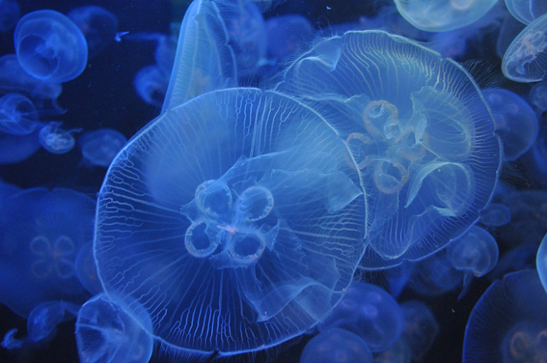 蓝色透明海蜇水母