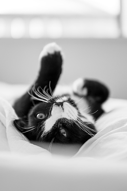 可爱黑白奶牛猫