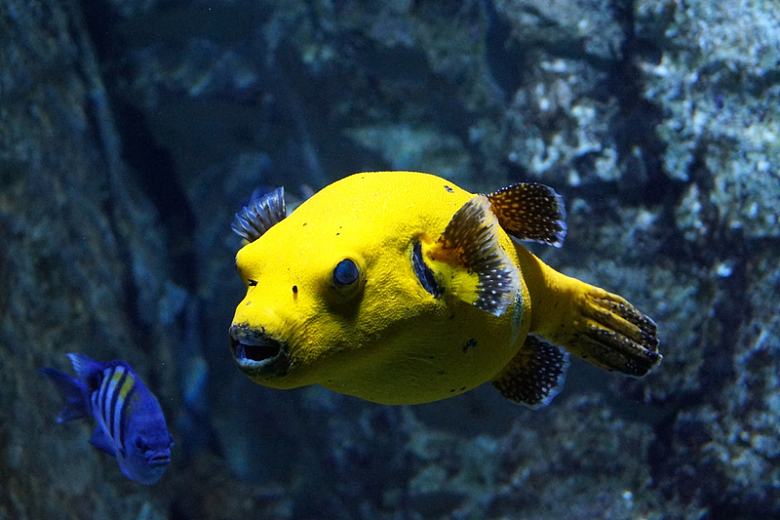 水族馆黄色观赏鱼
