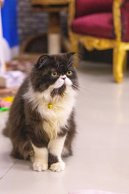 呆萌可爱波斯猫