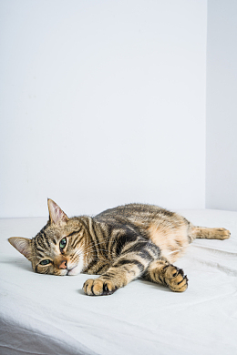 可爱呆萌小猫