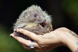 手捧小刺猬