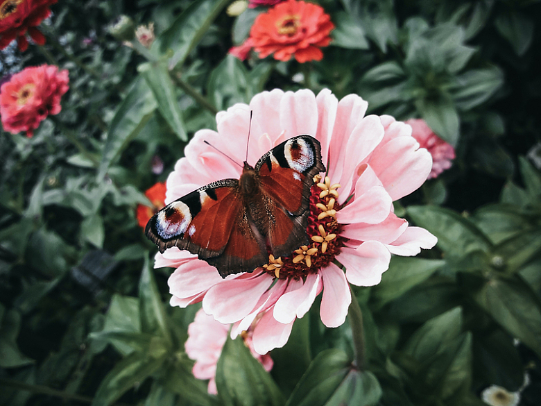 粉色菊花上的蝴蝶