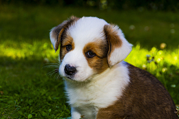 威尔士柯基犬