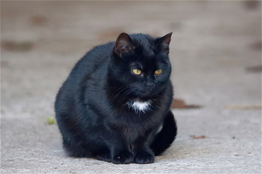 严肃黑色小猫