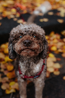 小型迷你狗狗