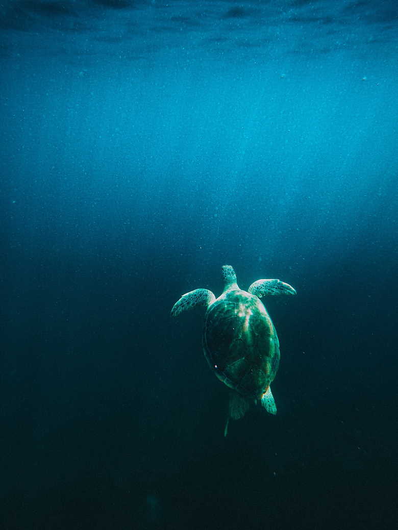 蓝色深海大海龟