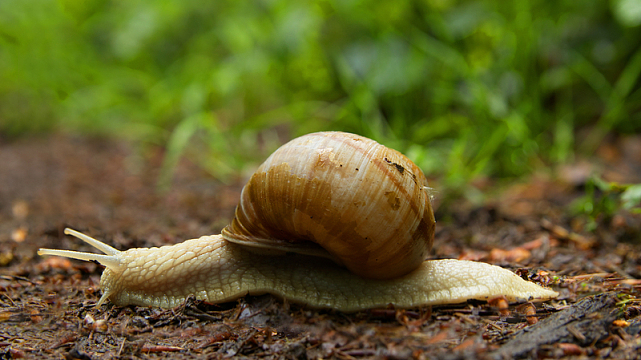 雨后爬行蜗牛