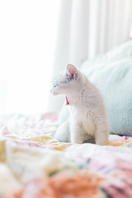 可爱呆萌小猫咪