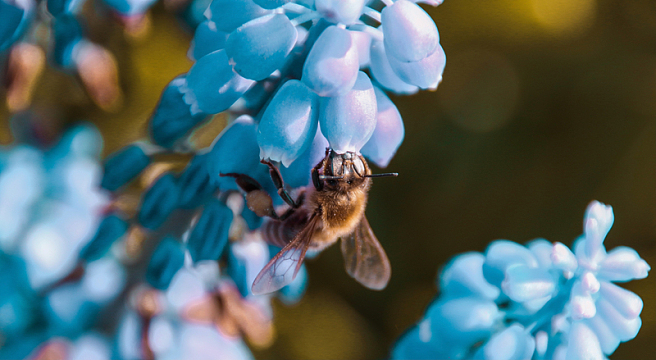 蜜蜂授粉花特写