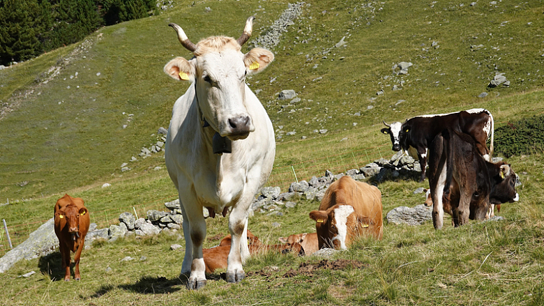高原牧场奶牛