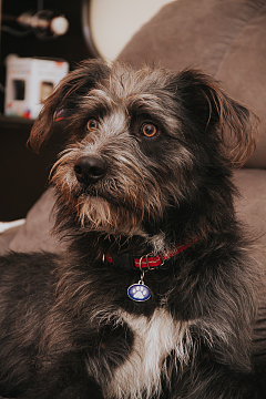 黑褐色长毛小狗