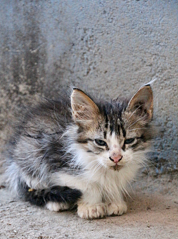 躲在墙角的小猫