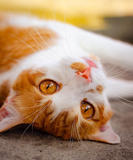 超萌超可爱虎斑猫