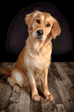 纯种金毛寻回犬