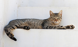 可爱家宠虎斑猫