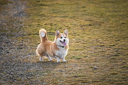 可爱彭布罗克威尔士柯基犬