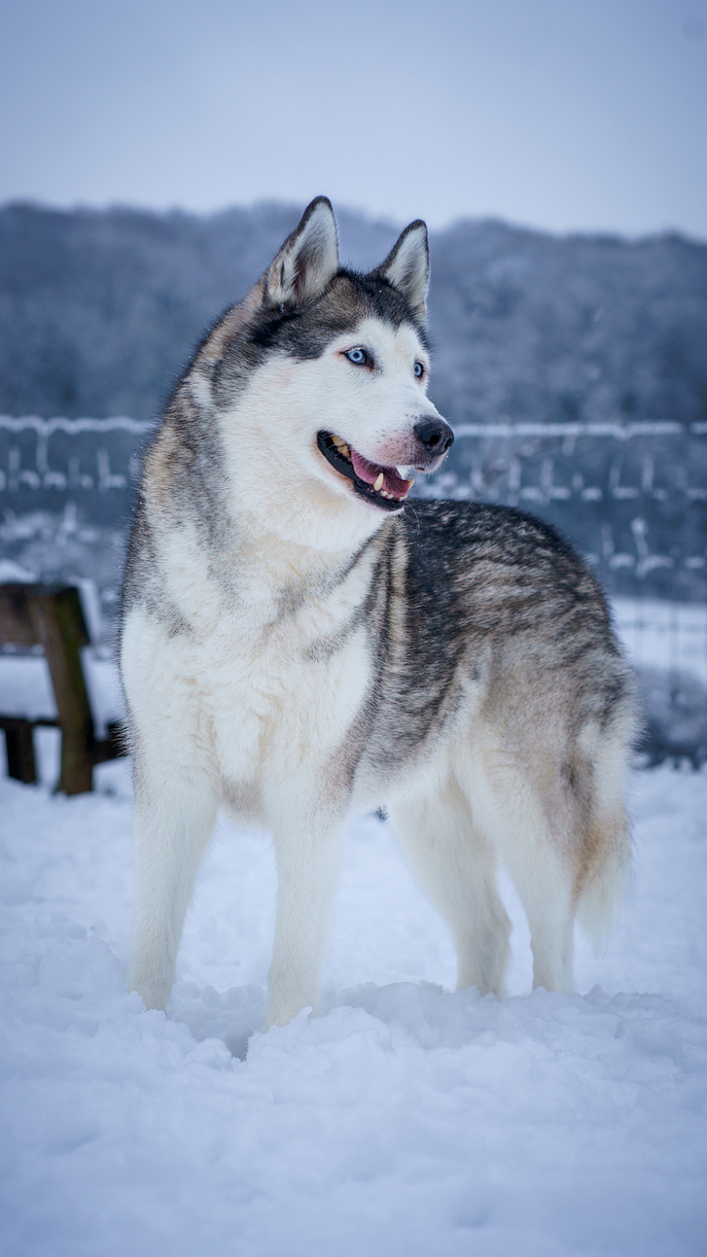 冬季雪地可爱哈士奇狗狗