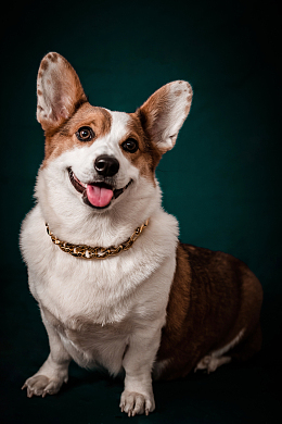 可爱超萌威尔士柯基犬