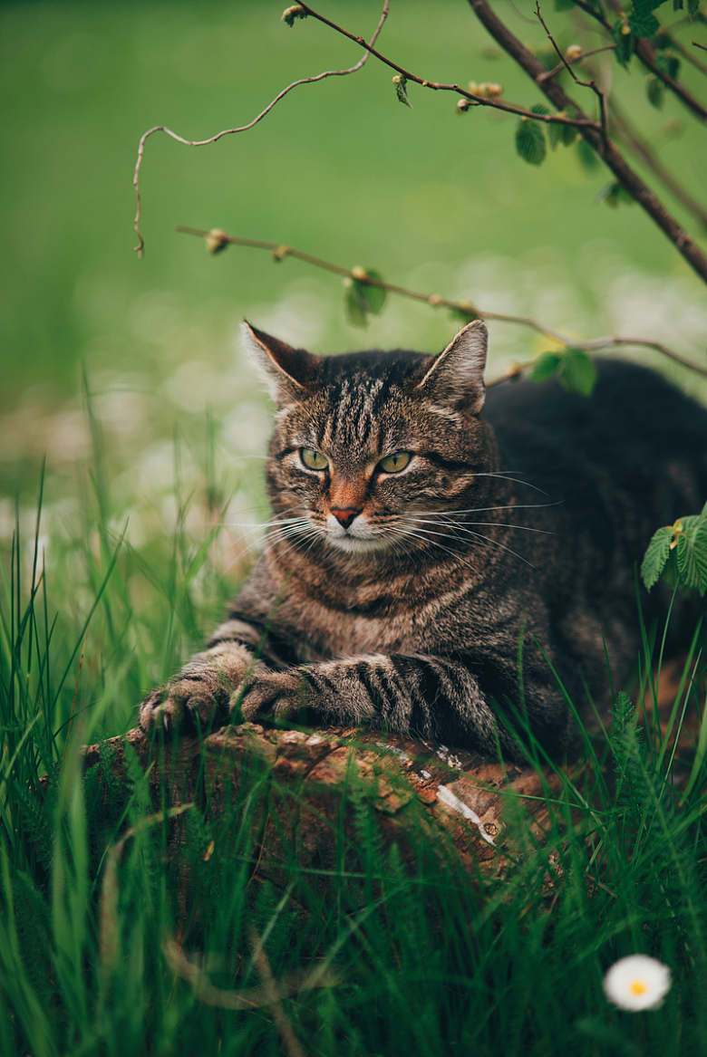 春天草地慵懒小猫咪