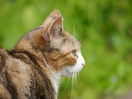 可爱呆萌短毛猫