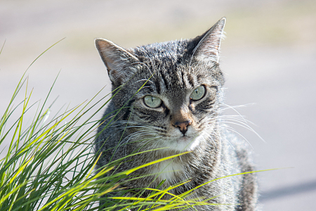 可爱呆萌喵星人虎斑猫