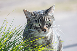 可爱呆萌喵星人虎斑猫