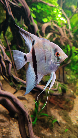 水族馆翼龙鱼