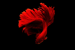 深海红色斗鱼