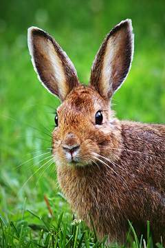 荒野草地野生雪兔
