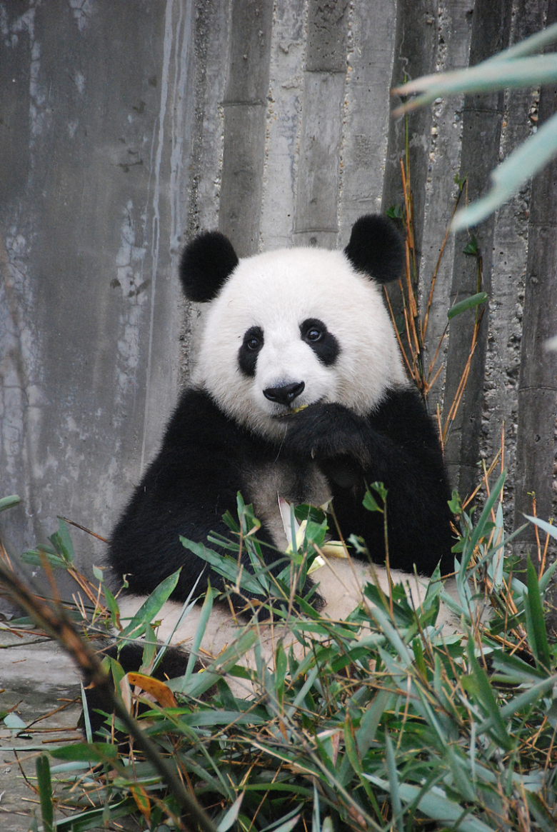 动物园可爱大熊猫吃竹子