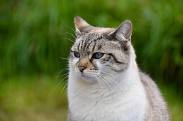 挪威森林猫可爱