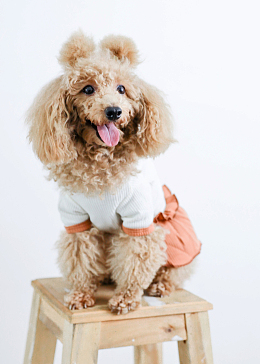 超萌迷你贵宾犬狗狗