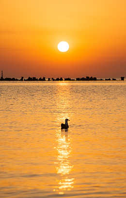 日暮黄昏夕阳余晖湖泊水鸟