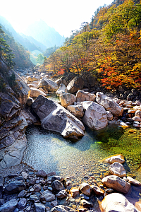 秋天山谷树林树木风光