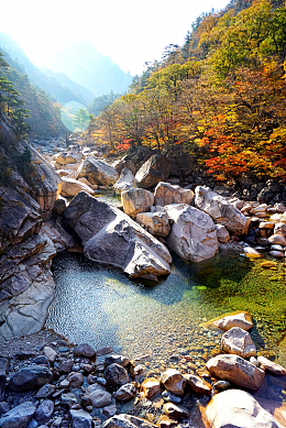 秋天山谷树林树木风光