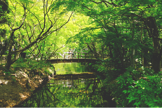 夏日绿色盎然自然公园风景