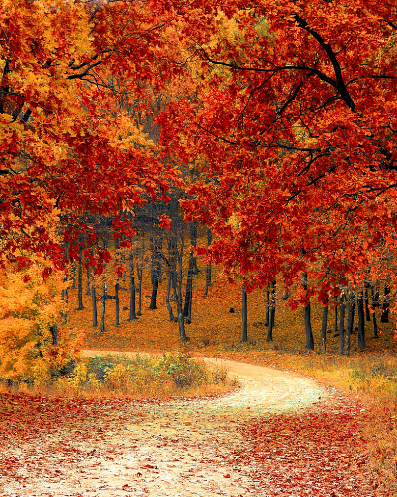 秋天红色枫树林风景