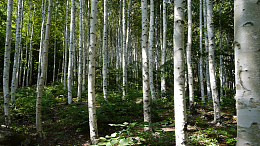 野生白桦林风景
