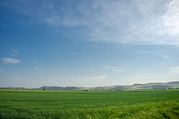 蓝天白云绿油油的稻田